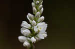 Boykin's milkwort